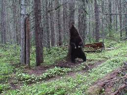 bear against tree